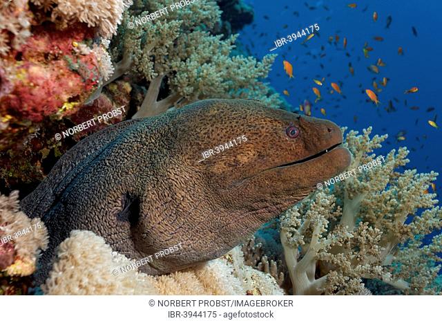 Giant Moray (Gymnothorax javanicus) in caveof the coral reef, Red Sea, Egypt