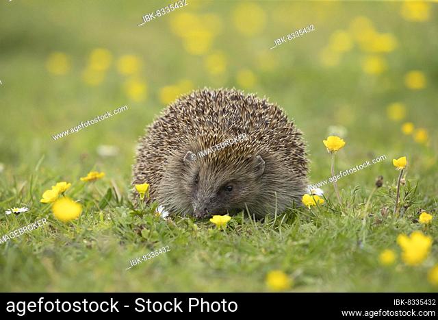 European hedgehog (Erinaceus europaeus) adult walking in a Spring meadow with flowering Buttercups, Suffolk, England, United Kingdom, Europe