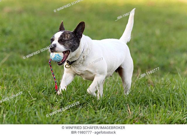 Mixed breed dog, French Bulldog and Jack Russell Terrier, 5 years old, running with a ball across the lawn
