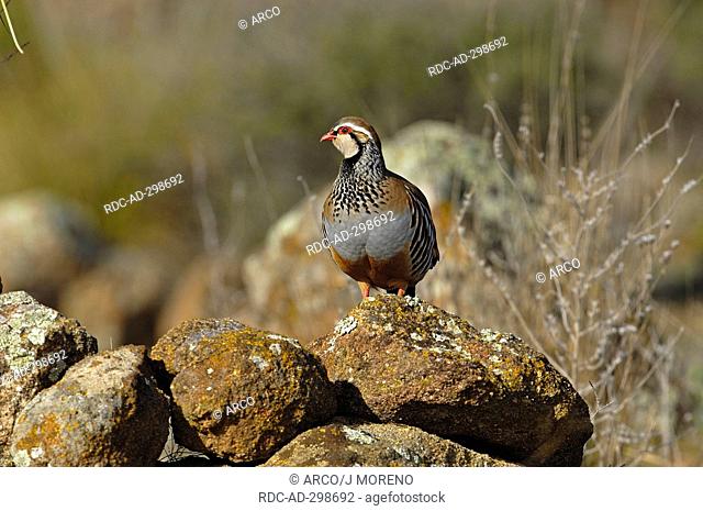 Red-legged Partridge, Andalusia, Spain / Alectoris rufa