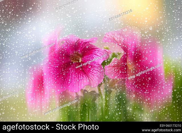 Beautiful petunia flowers blurred through glass with rain drops