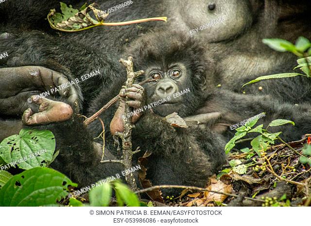 Starring baby Mountain gorilla in the Virunga National Park, Democratic Republic Of Congo