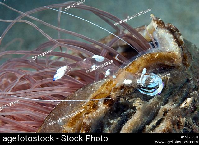 Anemone shrimp, Sabang Beach, Puerto Galera, Mindoro (Ancylomenes holthuisi) (Periclimenes holthuisi), in front of, Philippines, Asia