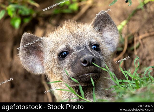 Africa, East Africa, Kenya, Masai Mara National Reserve, National Park, Spotted hyena (Crocuta crocuta), babies near by the den
