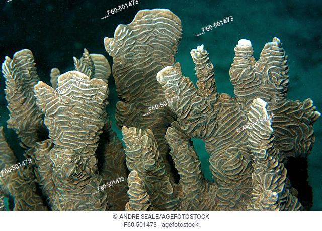 Elephant skin or hard plate coral, Pachyseris rugosa, Palau, Micronesia