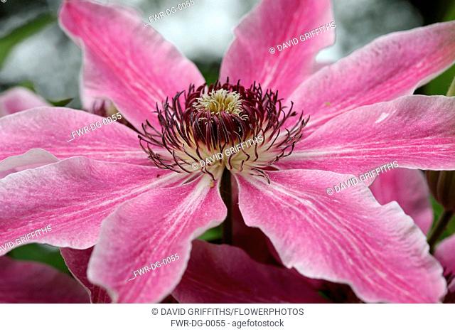 Clematis, Single open flower showing the pink petals and central hub of stamens