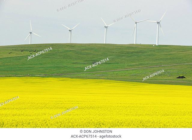 Flowering Canola and wind turbines on Cowley Ridge, Cowley, Alberta, Canada