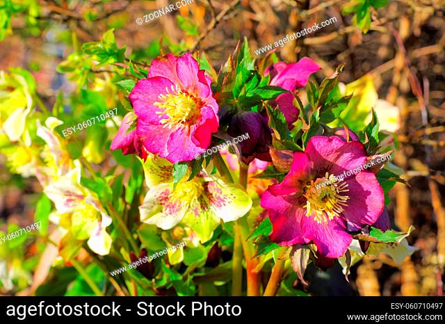 Lenzrose im Frühling - lenten rose is blooming in early spring