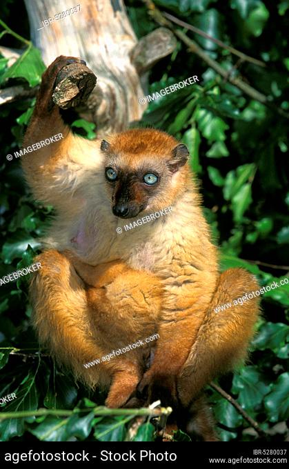 Black black lemur (eulemur macaco), female on branch