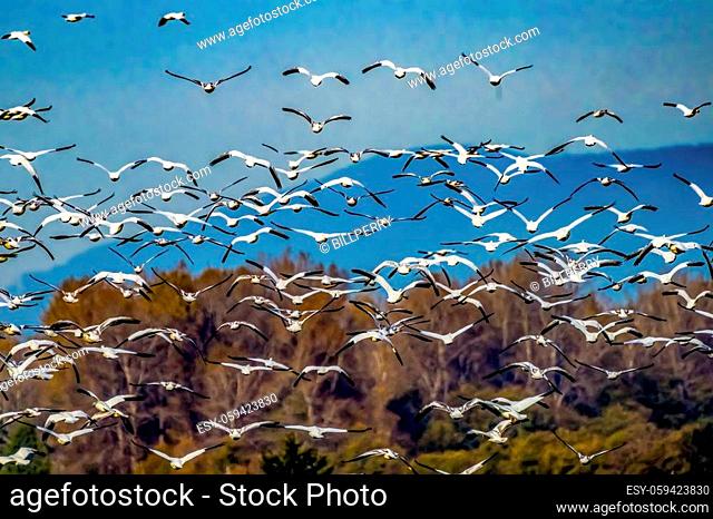 Many Snow Geese Flying Skagit Valley Washington