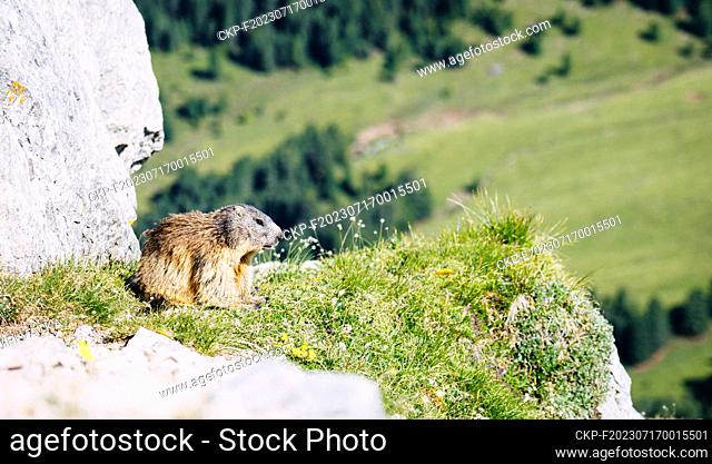 The alpine marmot (Marmota marmota), a large ground-dwelling squirrel in Val Gardena, Italy, July 7, 2023. (CTK Photo/Jiri Vatka)