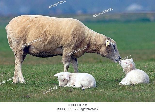 Domestic Sheep with lambs lamb