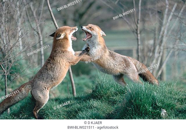 red fox Vulpes vulpes, fighting