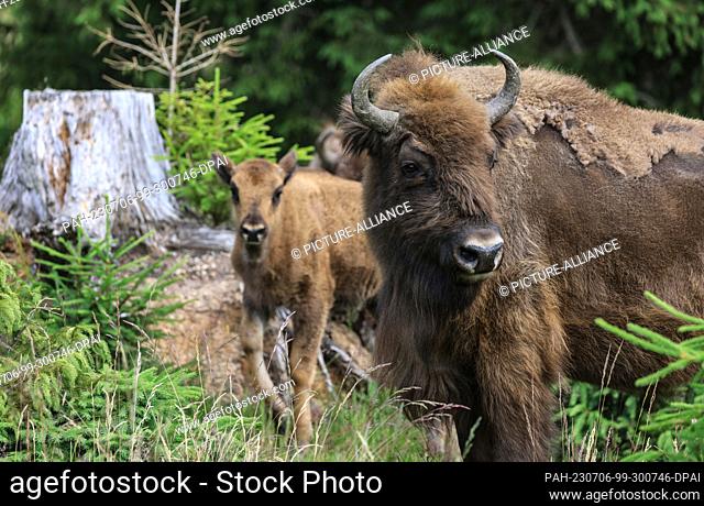 04 July 2023, North Rhine-Westphalia, Siegen: Bison stand at the edge of the forest in the bison wilderness in the Sauerland region