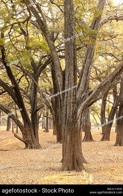 Africa, Zambia, South Luangwa natioinal Park, Ebony grove, jackalberry (also known as African ebony (Diospyros mespiliformis)