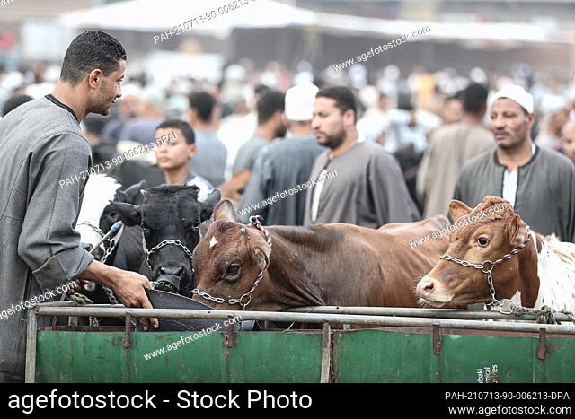 13 July 2021, Egypt, Ashmoun: Cattle traders and customers gather at Shama livestock market ahead of the Muslim's holiday of Eid al-Adha