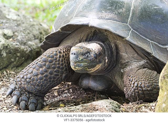 Island Floreana, Galapagos, Ecuador. Galapagos' tortoise