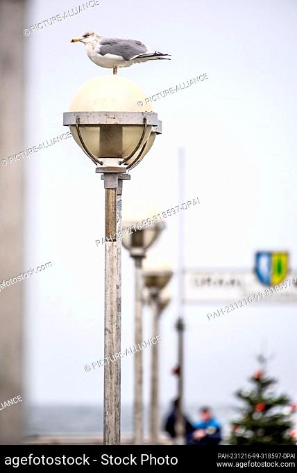 16 December 2023, Mecklenburg-Western Pomerania, Graal-Müritz: A seagull sits on a lamp on the pier of the Baltic seaside resort