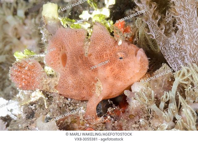 Ocellated or Lembeh frogfish, Nudiantennarius subteres, Lembeh Strait, North Sulawesi, Indonesia, Pacific