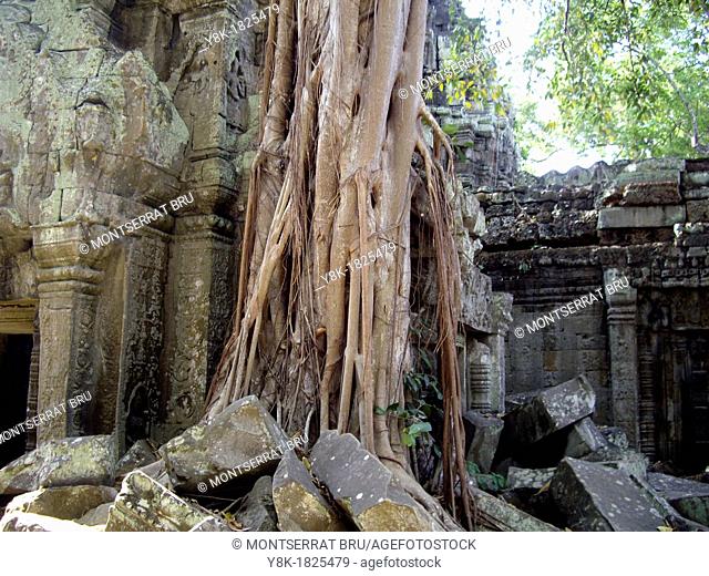 Massive rootsystem invading the walls at Angkor Ta Prohm Temple, Cambodia