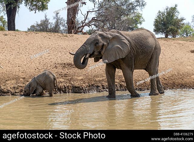Africa, Zambia, South Luangwa natioinal Park, Luangwa river, African Savannah Elephant or Savannah Elephant (Loxodonta africana), drinking in the Luangwa river