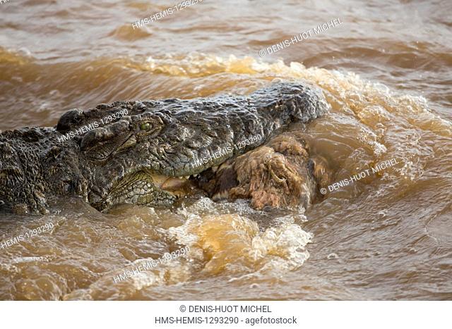 Kenya, Masai Mara national reserve, Nile crocodile (Crocodylus niloticus), carrying its prey while swimming