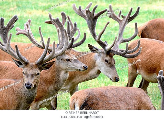 Cerviden, Cervus elaphus, antlers, antler bearer, home game, deer, deer rut, deer, hoofed animals, capitals red deer, red deer, red deer, red deer in the phloem
