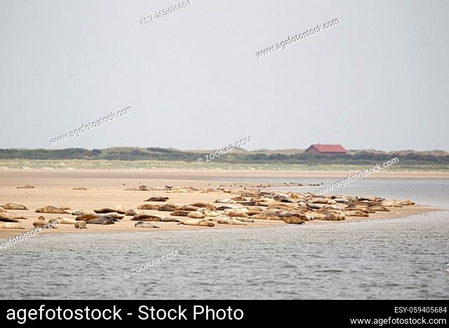 Seehunde (Phoca vitulina) auf einer Sandbank bei der nordfriesischen Nordseeinsel Juist in Deutschland, Europa. Harbour Seals (Phoca vitulina) on a sandbank in...