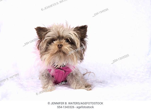 A maltese chihuahua dog in a pink vest