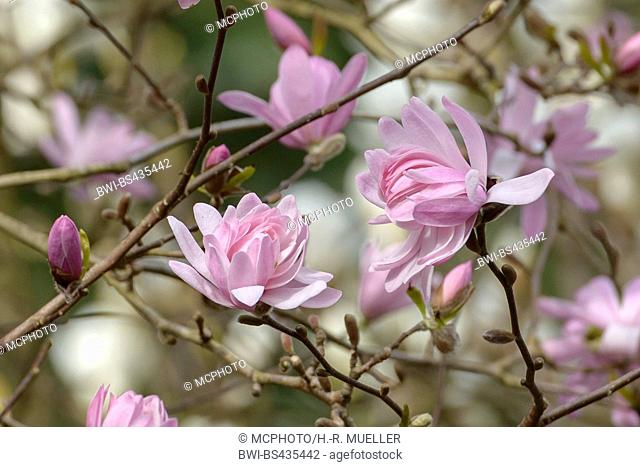 star magnolia (Magnolia stellata 'Rosea', Magnolia stellata Rosea), cultivar Rosea