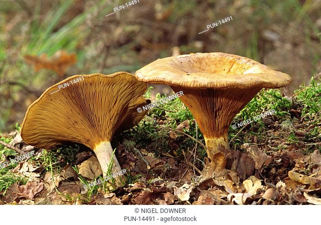 Brown roll-rim fungus Paxillus involutus growing amongst moss and leaf litter in a Norfolk wood in early autumn As poisonous species the toxin is cumulative...
