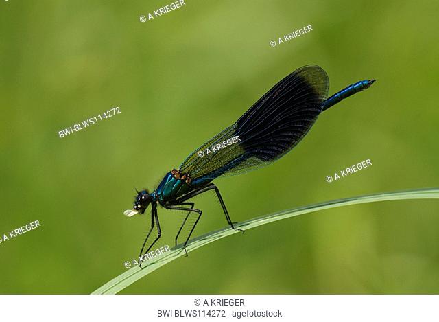 banded blackwings, banded agrion, banded demoiselle Calopteryx splendens, Agrion splendens, male eating, Germany, Saarland