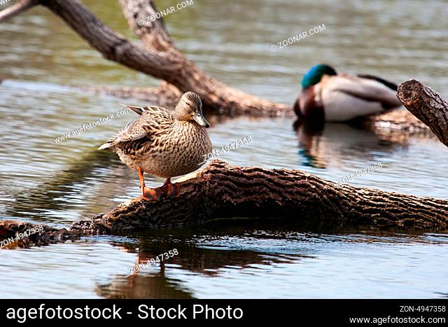 Pair of mallards perched on logs in a lake