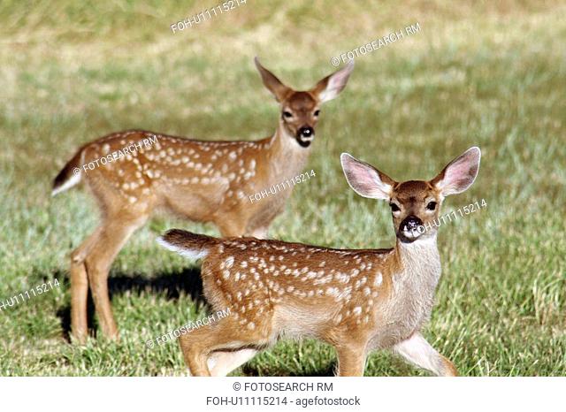two black tail deer fawns looking camera medford