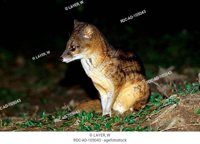 Malagasy Civet Madagascar Fossa fossana
