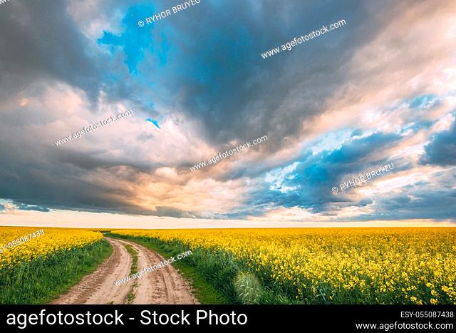 Elevated View Dramatic Sky With Fluffy Clouds On Horizon Above Rural Landscape Blooming Canola Colza Flowers Rapeseed Field. Country Road