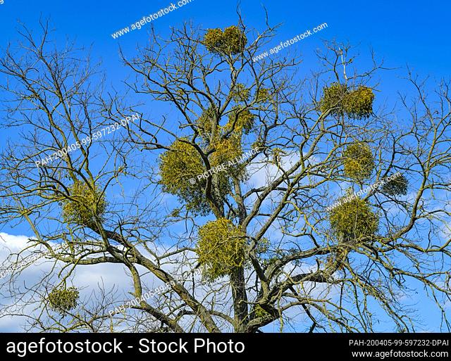 04 April 2020, Brandenburg, Lietzen: A white-berry mistletoe (lat. Viscum album) on a robinia. The mistletoe grows as a semi-parasite on trees and has evergreen