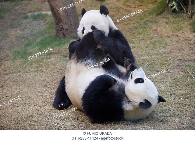 The Hong Kong Jockey Club Giant Panda Habitat, Ocean Park, Hong Kong