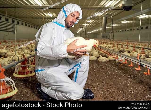Man examining hen in factory