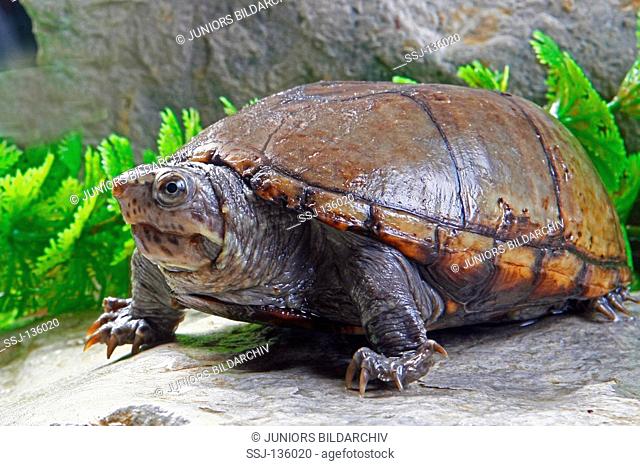 common musk turtle / Sternotherus odoratus restrictions:Tierratgeber-Bücher / animal guidebooks