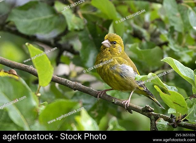 Male Greenfinch - Carduelis chloris perches on Apple tree-Malus. Summer