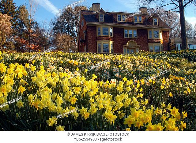 Daffodils Proliferate a Public Garden in New Jersey