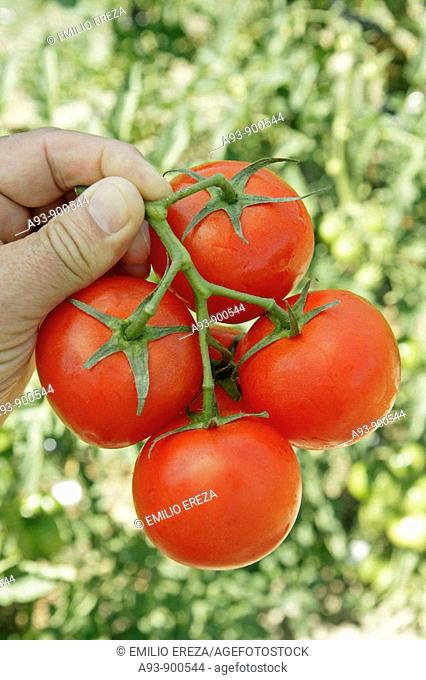 Harvesting tomatoes in kitchen garden