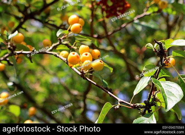 Orange crab apples, Malus x zumi variety Professor Sprenger, hanging from a tree in late summer with a background of blurred leaves and a little sky