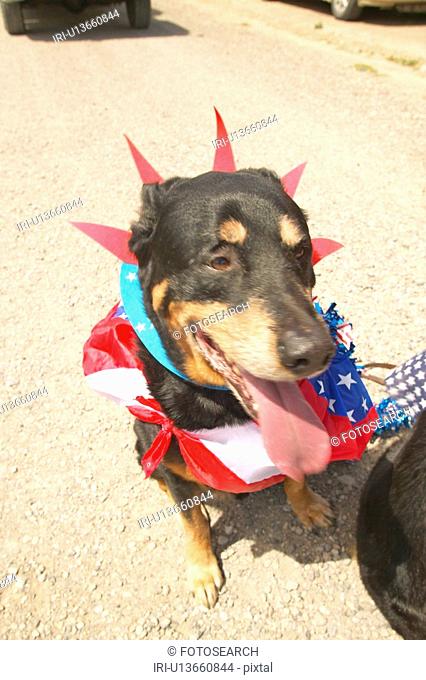 Dog wearing patriotic costume for the Fourth of July