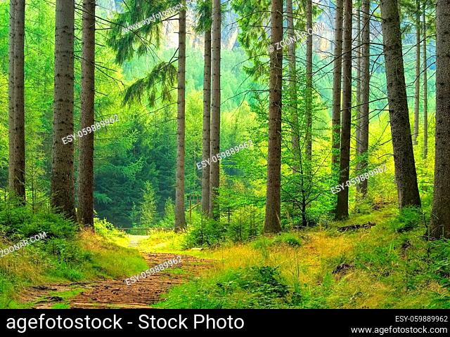 Wald - forest 40