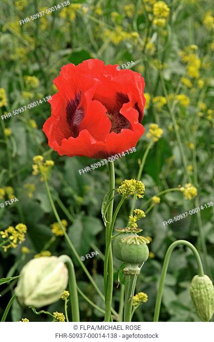 Opium Poppy Papaver somniferum introduced species, flowering, at edge of Oilseed Rape Brassica napus crop, England