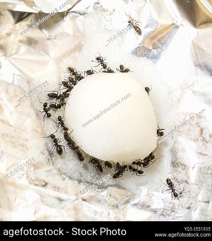 pest control, black carpenter ants feeding on a cotton ball with a solution of sugar and Borax also known as sodium borate which will kill them