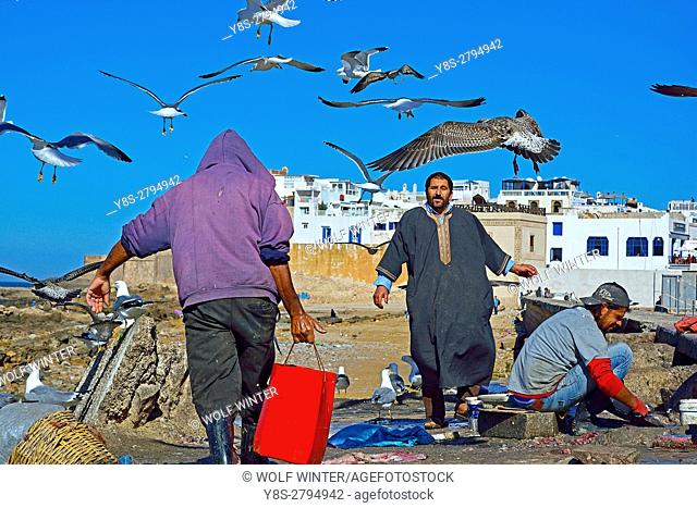 Cleaning Fish in front of the Skala de la Kashba, Essaouira, Morocco