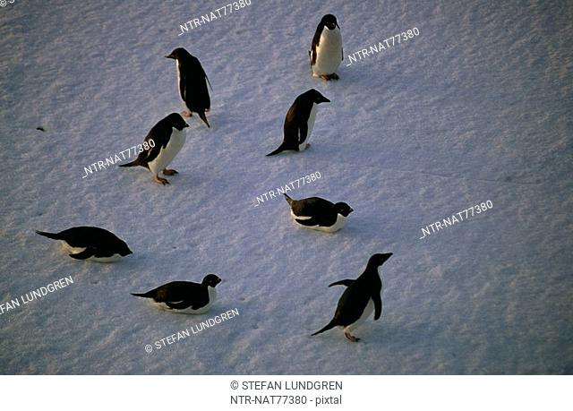 Adelie Penguins, the Antarctic